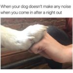 wholesome-memes cute text: When your dog doesn