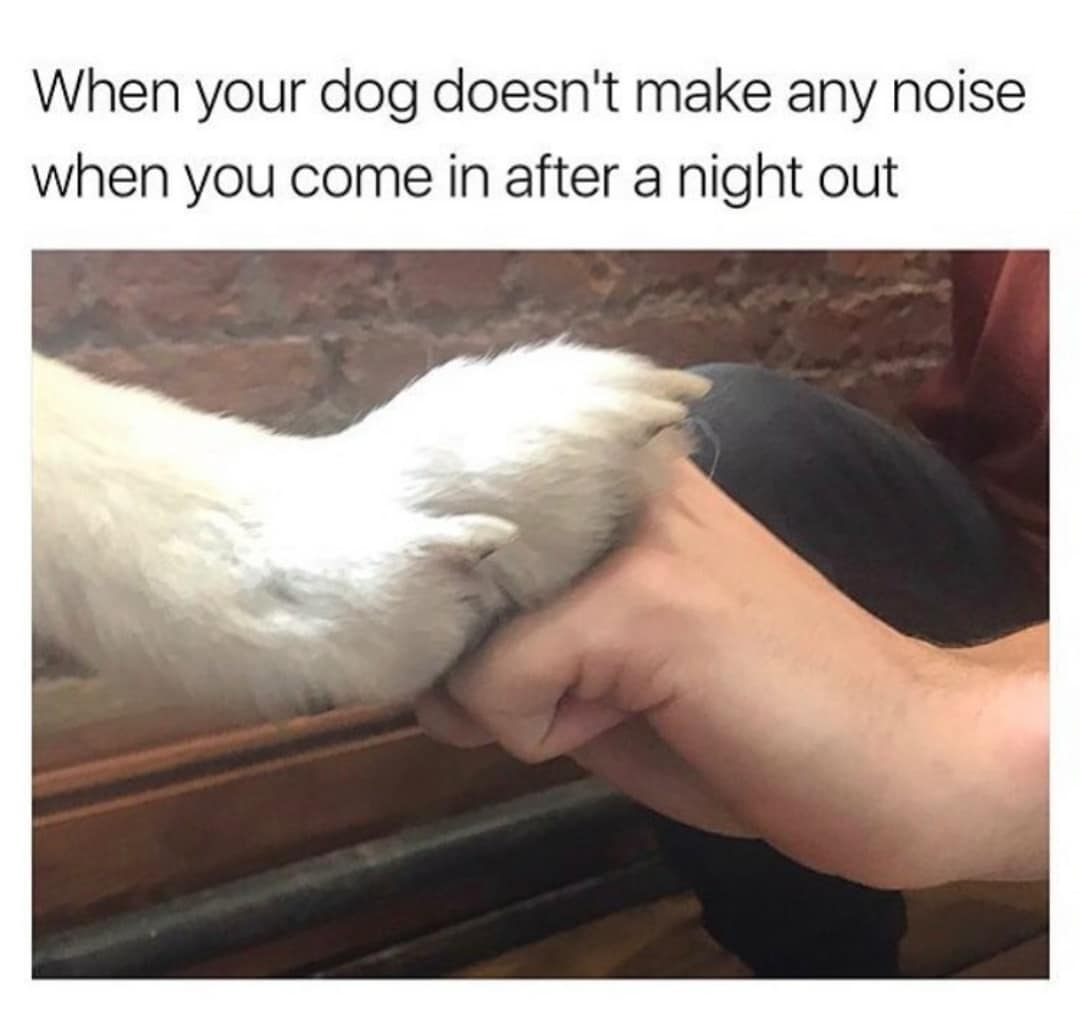 cute wholesome-memes cute text: When your dog doesn't make any noise when you come in after a night out 