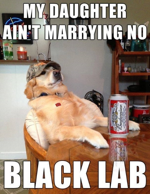 nsfw offensive-memes nsfw text: t--MY DAUGHTER AIN'T MARRYING NO BLACK LAB 