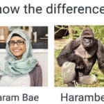 offensive-memes nsfw text: Know the difference!!! Haram Bae Harambe  nsfw
