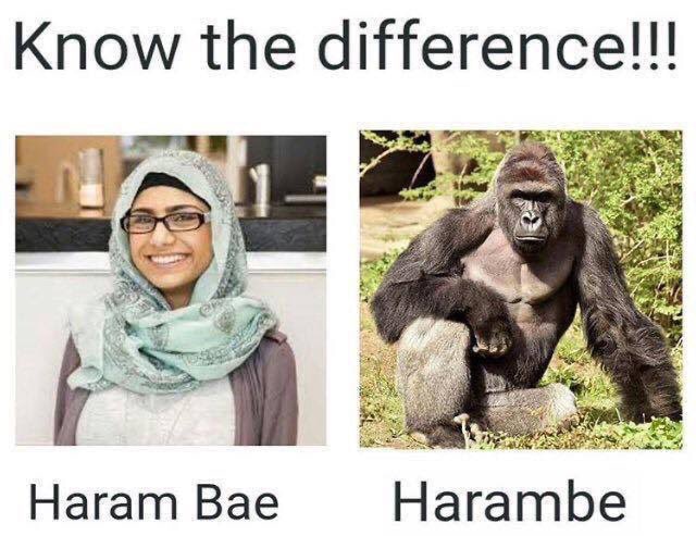 nsfw offensive-memes nsfw text: Know the difference!!! Haram Bae Harambe 
