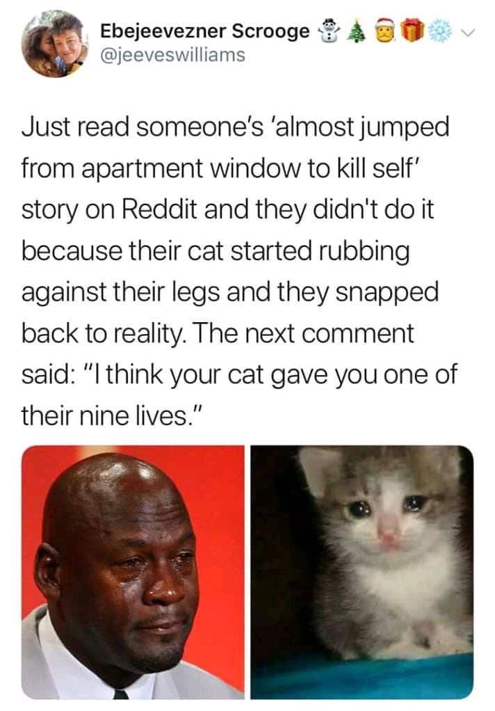 cute wholesome-memes cute text: Ebejeevezner Scrooge @jeeveswilliams Just read someone's 'almost jumped from apartment window to kill self' story on Reddit and they didn't do it because their cat started rubbing against their legs and they snapped back to reality. The next comment said: 'Il think your cat gave you one of their nine lives.