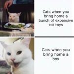 wholesome-memes cute text: Cats when you bring home a bunch of expensive cat toys Cats when you bring home a box  cute