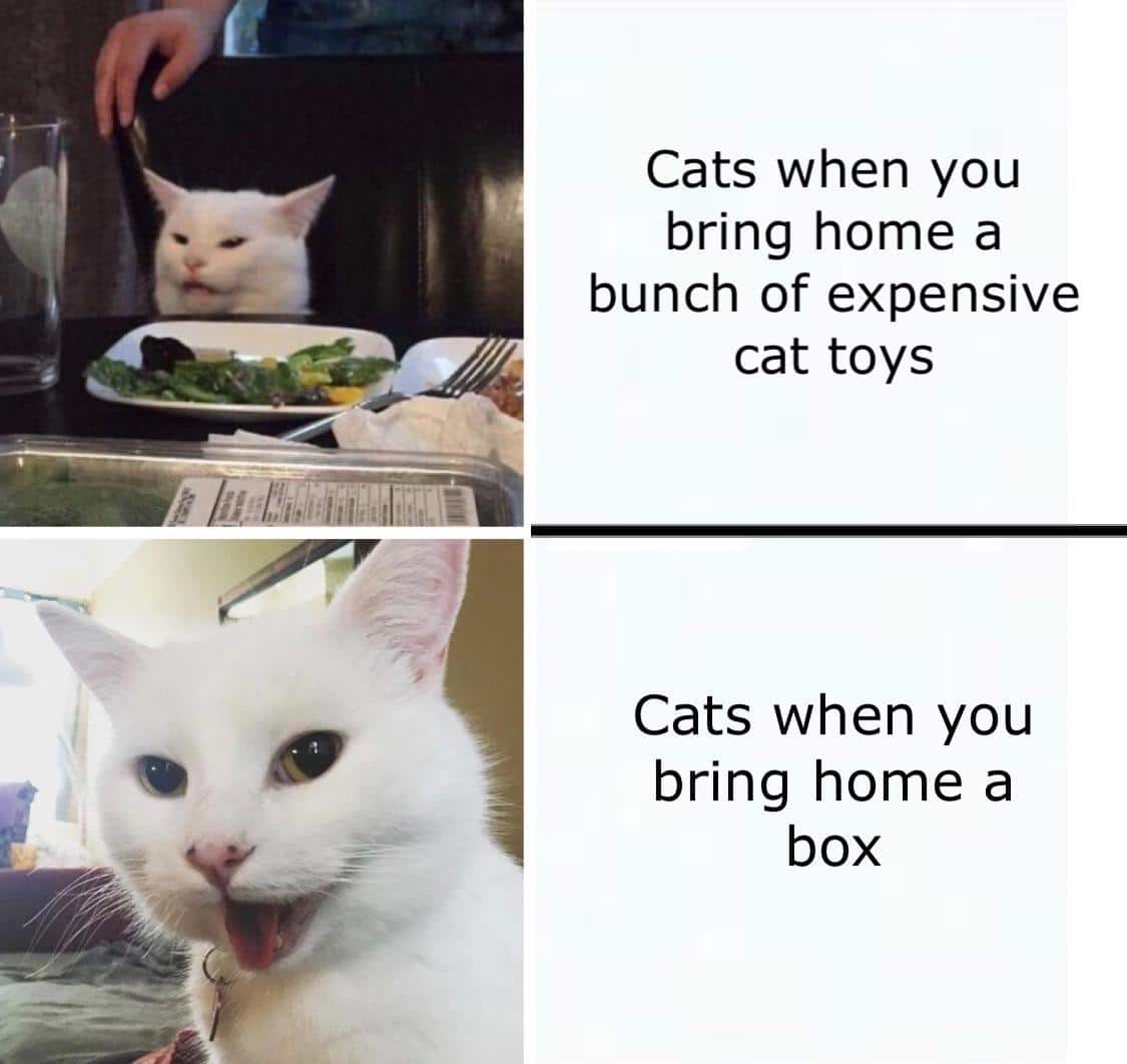 cute wholesome-memes cute text: Cats when you bring home a bunch of expensive cat toys Cats when you bring home a box 