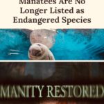 wholesome-memes cute text: Manatees Are No Longer Listed as Endangered Species  cute