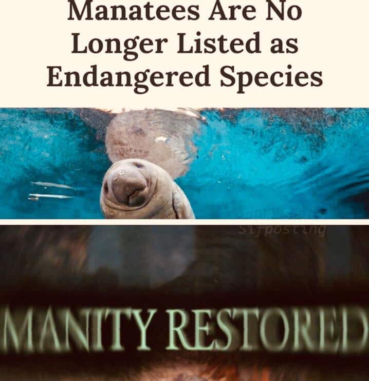 cute wholesome-memes cute text: Manatees Are No Longer Listed as Endangered Species 