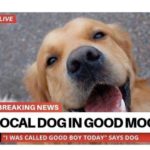 wholesome-memes cute text: LIVE BREAKING NEWS LOCAL DOG IN GOOD MOOD | 2:14 WAS CALLED GOOD BOY TODAY" SAYS DOG  cute
