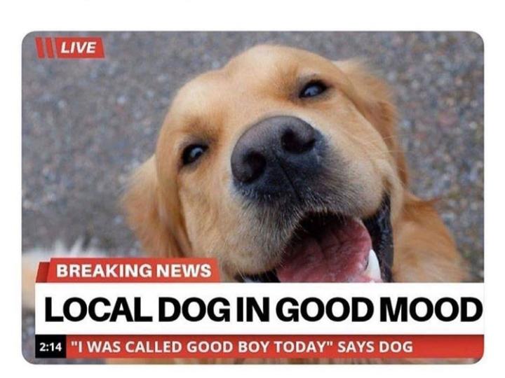 cute wholesome-memes cute text: LIVE BREAKING NEWS LOCAL DOG IN GOOD MOOD | 2:14 WAS CALLED GOOD BOY TODAY