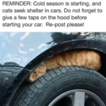 wholesome-memes cute text: REMINDER: Cold season is starting, and cats seek shelter in cars. Do not forget to give a few taps on the hood before starting your car. Re-post please!  cute
