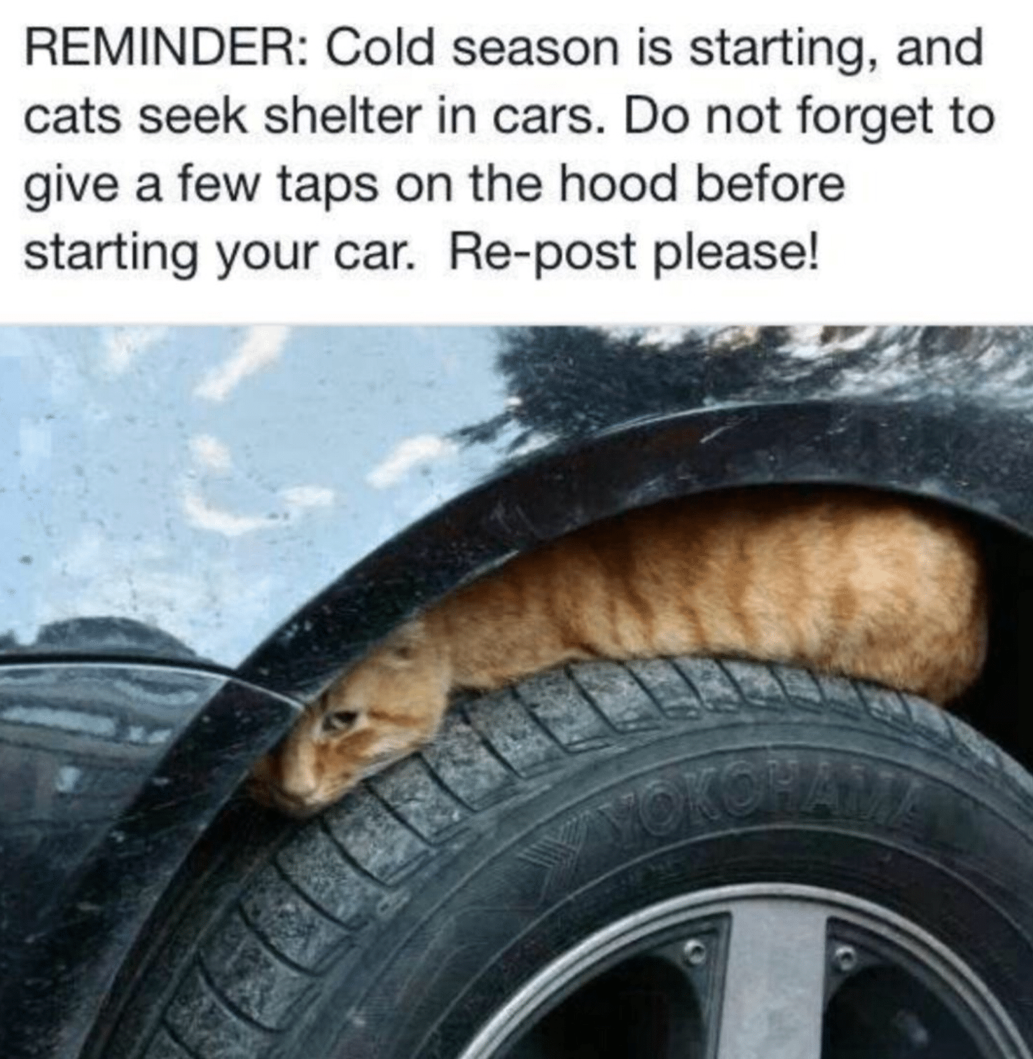 cute wholesome-memes cute text: REMINDER: Cold season is starting, and cats seek shelter in cars. Do not forget to give a few taps on the hood before starting your car. Re-post please! 