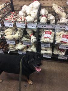 Dog in pet store Dog meme template