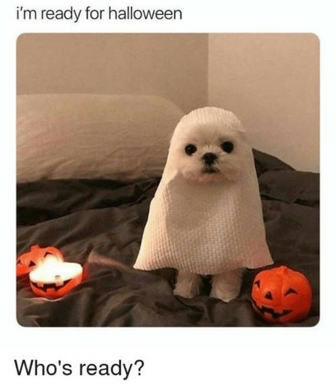 cute wholesome-memes cute text: i'm ready for halloween Who's ready? 