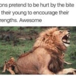 wholesome-memes cute text: Lions pretend to be hurt by the bite of their young to encourage their strengths. Awesome  cute