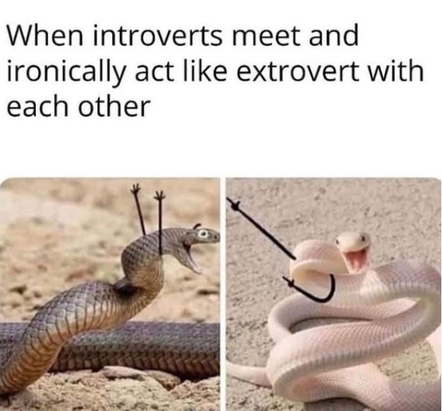cute wholesome-memes cute text: When introverts meet and ironically act like extrovert with each other 