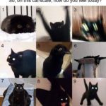 feminine-memes women text: So, on this cat-scale, how do you feel today?  women