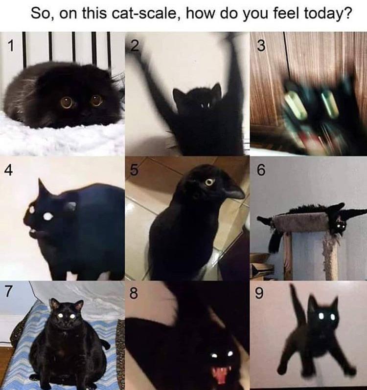 women feminine-memes women text: So, on this cat-scale, how do you feel today? 