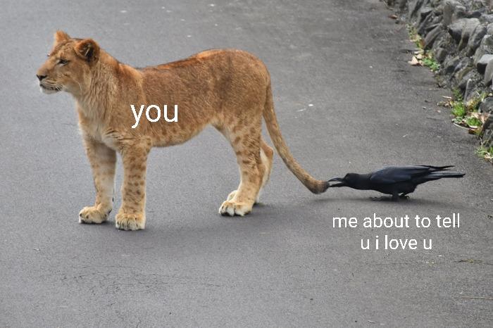 cute wholesome-memes cute text: you me about to tell u i love u 