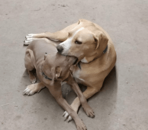 Dog eating other dog Vs Vs. meme template