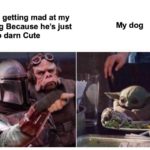 wholesome-memes cute text: Me getting mad at my dog Because he