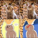 wholesome-memes cute text: K155  Wholesome Meme, Cute, Cat, Kitten, Mom