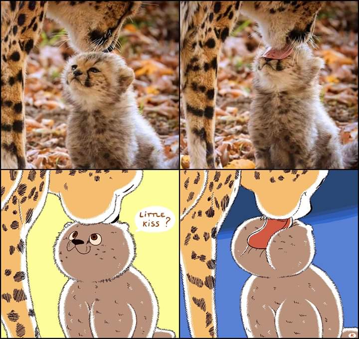 Wholesome Meme, Cute, Cat, Kitten, Mom wholesome-memes cute text: K155 