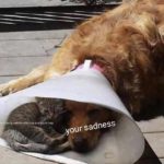 wholesome-memes cute text: me "haking memes With cute animpls to help your sadness  cute