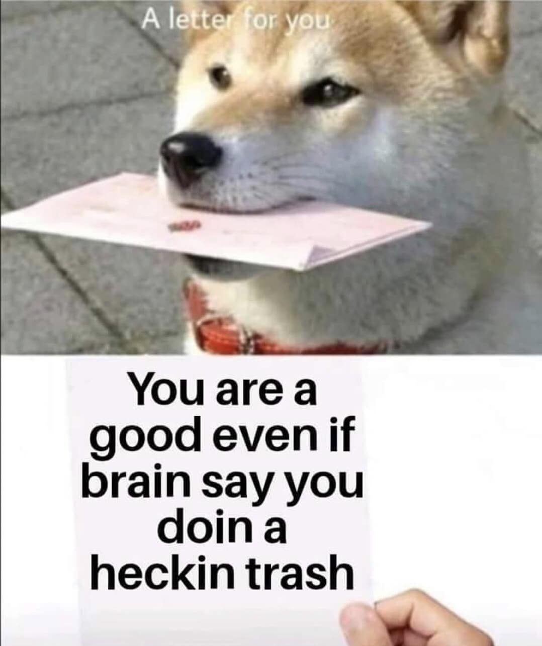 cute wholesome-memes cute text: A létter'(bgryoti You are a good even if brain say you doin a heckin trash 