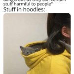 wholesome-memes cute text: Principal: "Hoodies are dangerous as they can contain stuff harmful to people" Stuff in hoodies:  cute