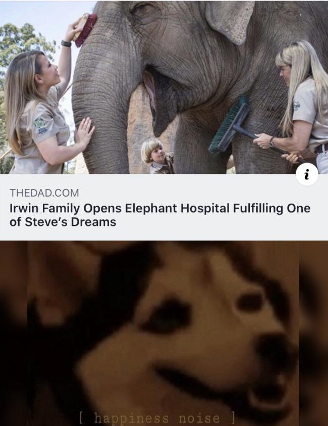 cute wholesome-memes cute text: THEDAD.COM Irwin Family Opens Elephant Hospital Fulfilling One of Steve's Dreams [ happiness noise ] 