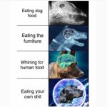 dank-memes cute text: Eating dog food Eating the furniture Whining for human food Eating your own shit  Dank Meme