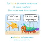 comics comics text: Fun Facå- #32: Manhs shrimp IL colors recep\ors! That