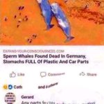 offensive-memes nsfw text: EXPAND-YOUR-CONSCIOUSNESS COM Sperm Whales Found Dead In Germany, Stomachs FULL Of Plastic And Car Parts O tike O cath C) COmt•nent Shore and 6 Gerard Any parts for 12001 Subaru outback seaan.?  nsfw