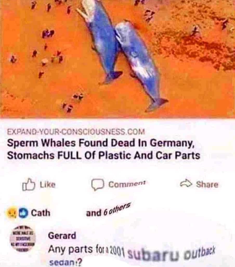 nsfw offensive-memes nsfw text: EXPAND-YOUR-CONSCIOUSNESS COM Sperm Whales Found Dead In Germany, Stomachs FULL Of Plastic And Car Parts O tike O cath C) COmt•nent Shore and 6 Gerard Any parts for 12001 Subaru outback seaan.? 