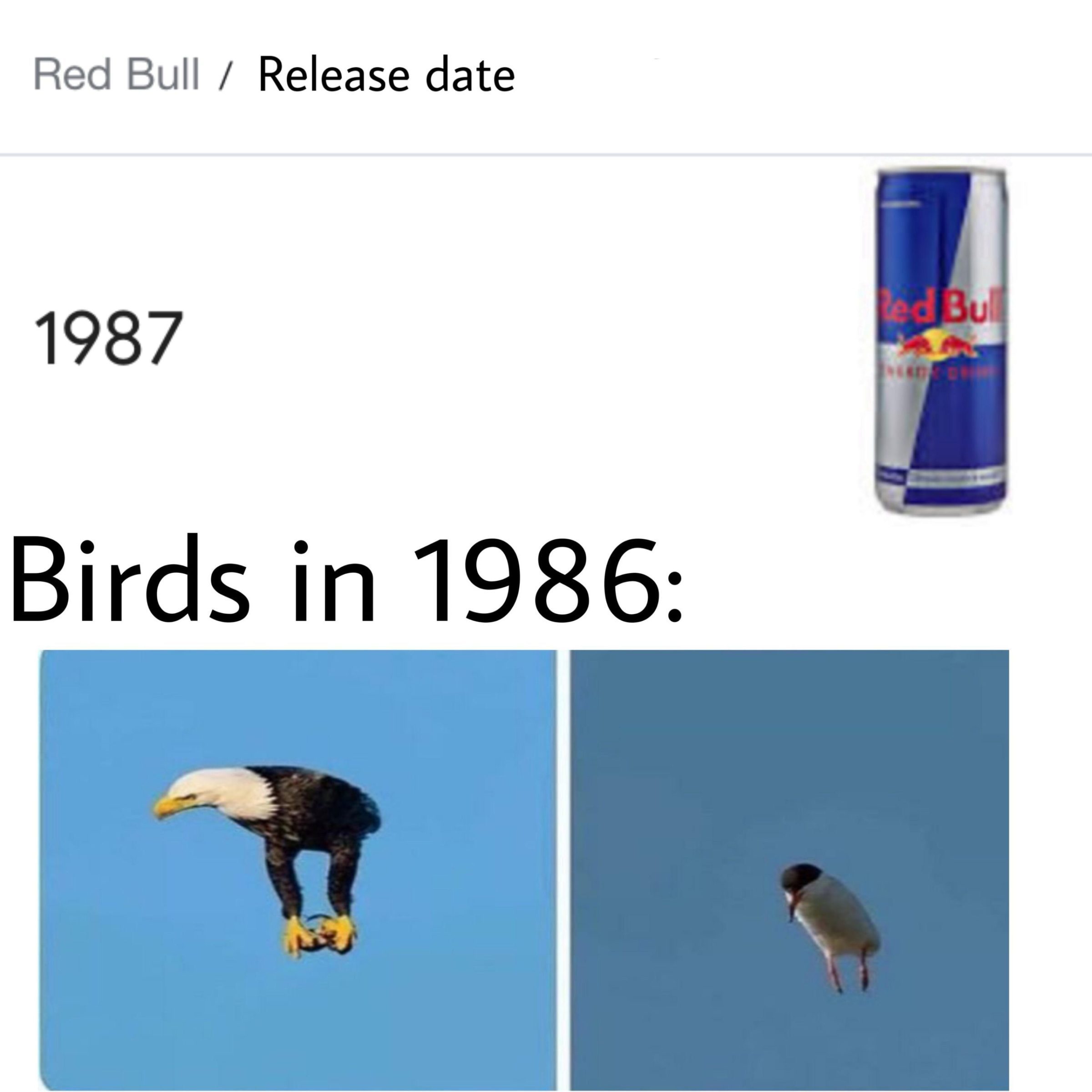 Dank Meme dank-memes cute text: Release date Red Bull / 1987 Birds in 1986: 