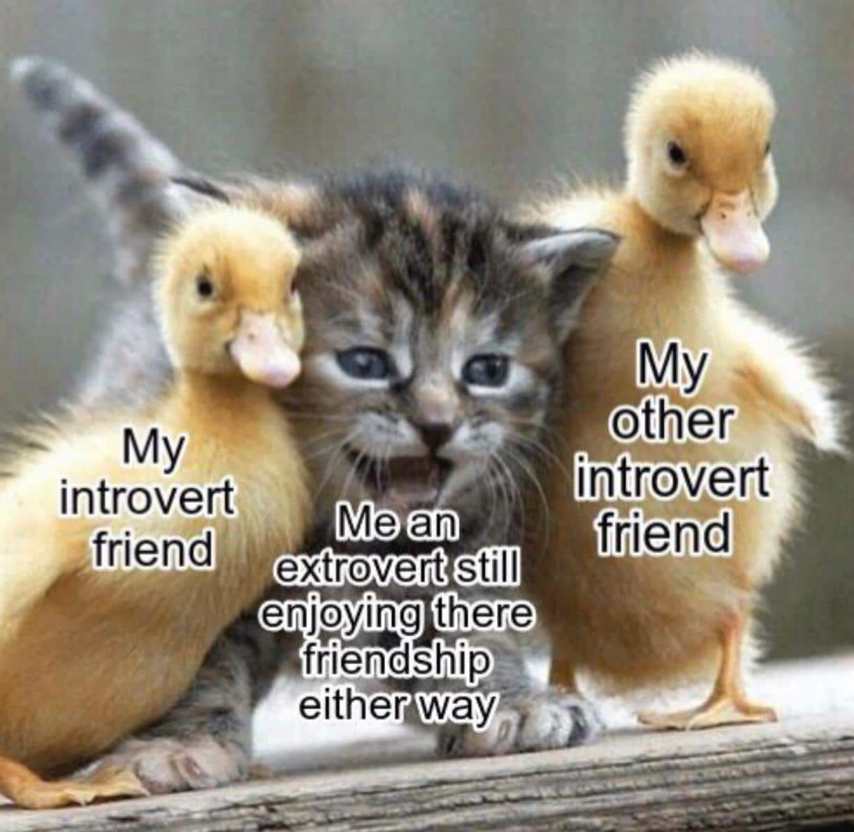 cute wholesome-memes cute text: My introvert Me an still enjoying there friendship. either way other friend 