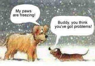 cringe boomer-memes cringe text: My paws are freez'ng' Buddy. you think you Ve got prouerns! 