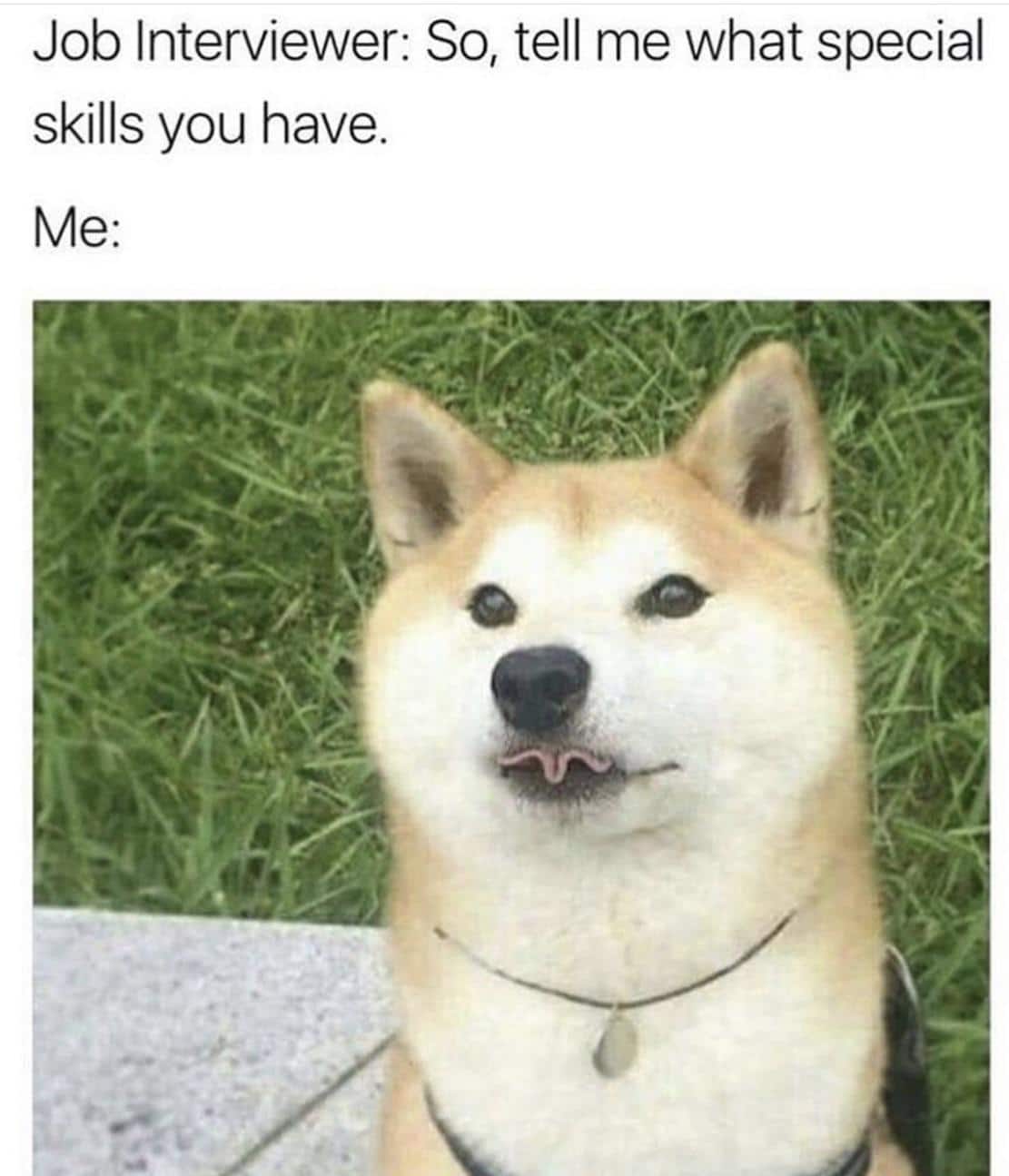 cute wholesome-memes cute text: cerviewer: So, tell me what skills you have. 