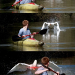 Duck attacking kayaker Vs meme template blank  Swan, Boat, Duck, Animal, Kayak, Row, Water