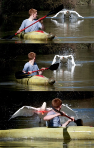 Duck attacking kayaker  Vs meme template