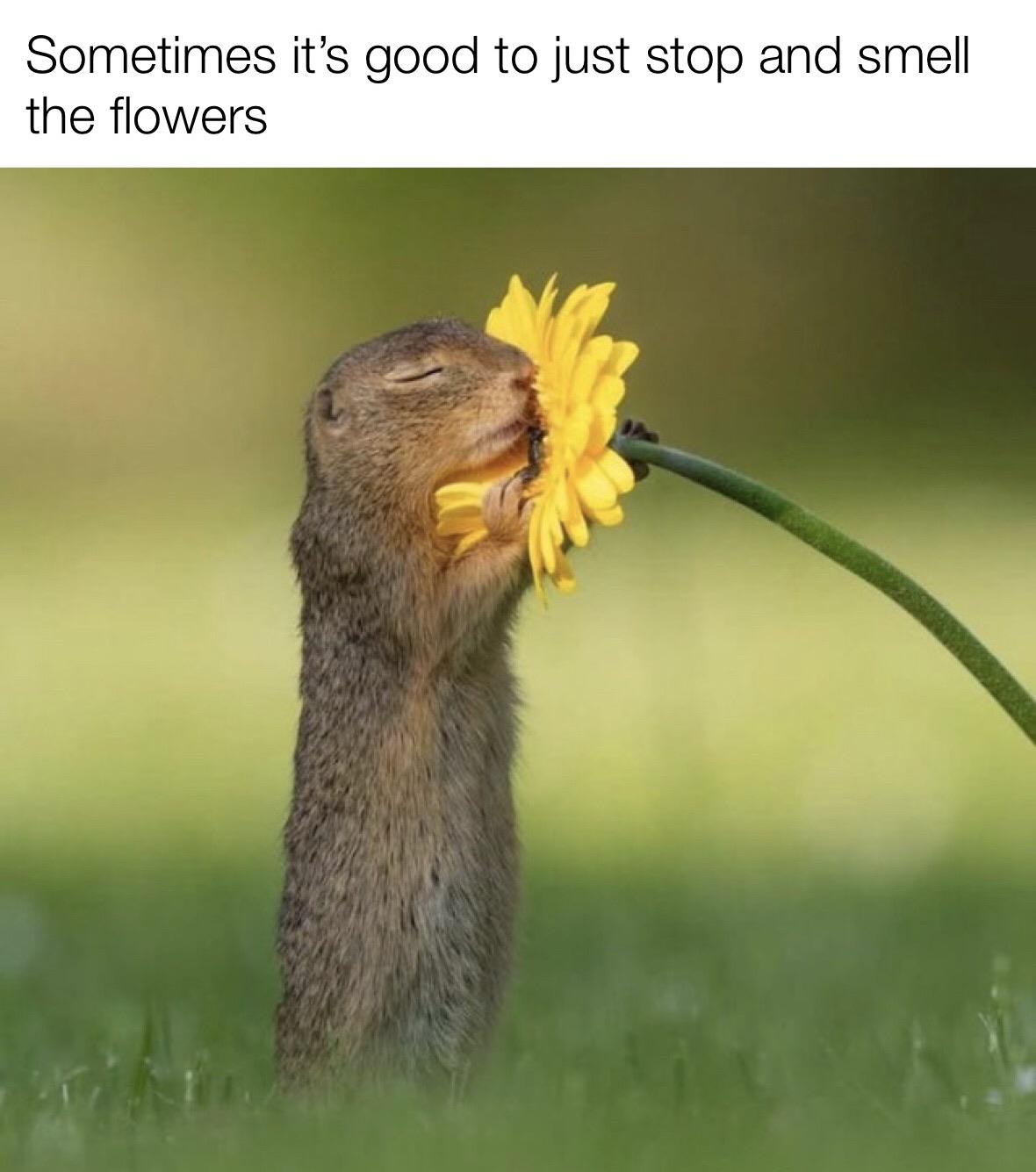 cute wholesome-memes cute text: Sometimes it's good to just stop and smell the flowers 