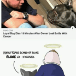 wholesome-memes cute text: 9GAG COM Loyal Dog Dies 15 Minutes After Owner Lost Battle With Cancer I SCAhED Of BEING ALONE 