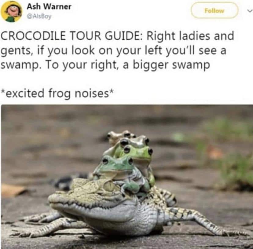 cute wholesome-memes cute text: Ash Warner @AlsBoy CROCODILE TOUR GUIDE: Right ladies and gents, if you look on your left you'll see a swamp. To your right, a bigger swamp *excited frog noises* 