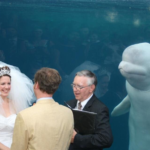 Whale watching wedding Animal meme template blank