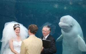 Whale watching wedding couple meme template