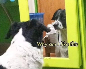 Why am I like this dog Mirror meme template
