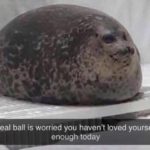 wholesome-memes cute text: Seal ball is worried you haven