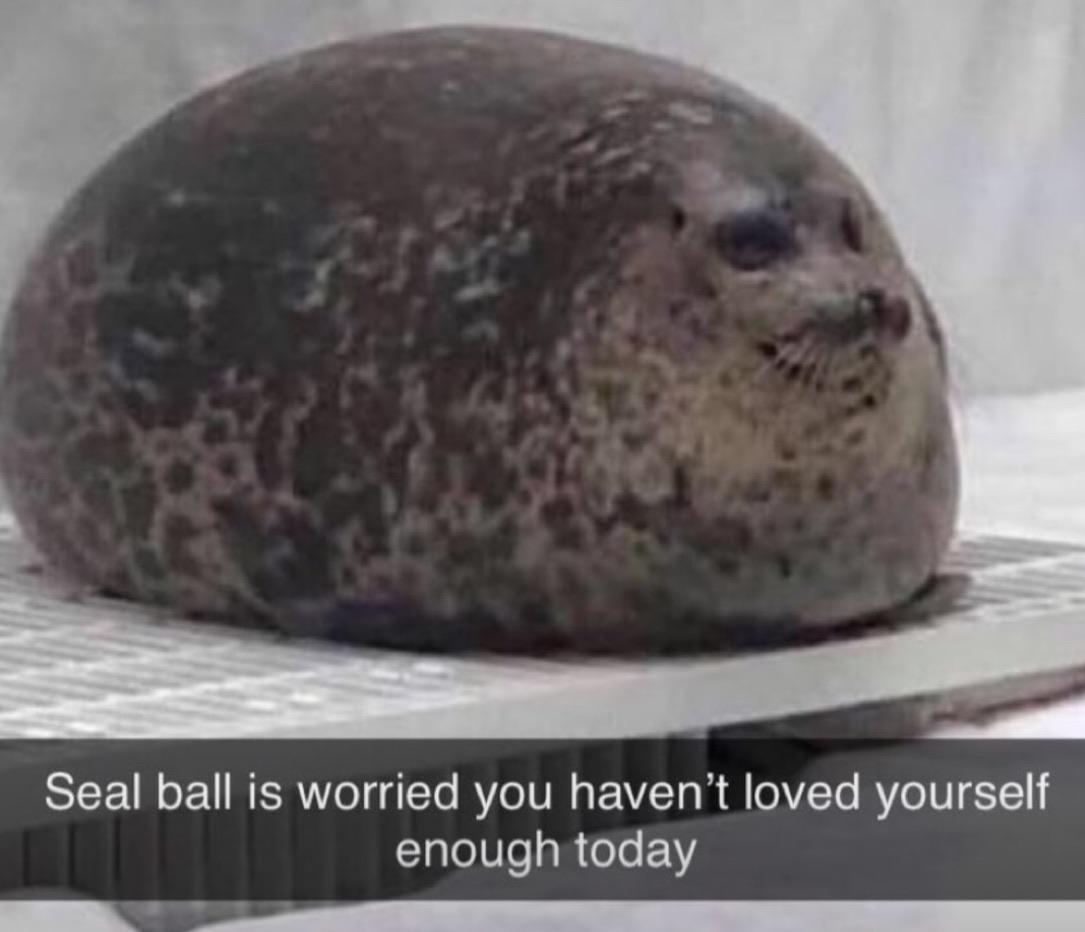 cute wholesome-memes cute text: Seal ball is worried you haven't loved yourself enough today 