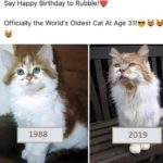 wholesome-memes cute text: Say Happy Birthday to Rubble!V Officially the World