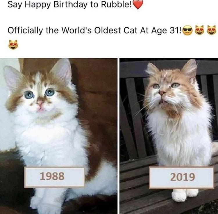 cute wholesome-memes cute text: Say Happy Birthday to Rubble!V Officially the World's Oldest Cat At Age 31!9 1988 2019 