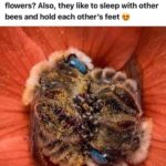 wholesome-memes cute text: Did you know that bees sleep between five and eight hours a day, sometimes in flowers? Also, they like to sleep with other bees and hold each other